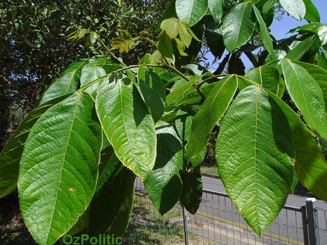 اینگا ادالیس